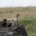 Pardwa gorska (Lagopus muta) #ptaki #pardwa #natura #przyroda