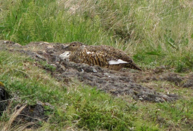 Pardwa gorska (Lagopus muta) #ptaki #pardwa #natura #przyroda