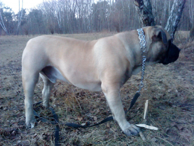 Boerboel Szejk, Shek Xantiland marzec 2012 #boerboel #Shek #Szejk #Xantiland