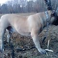 Boerboel Szejk, Shek Xantiland marzec 2012 #boerboel #Shek #Szejk #Xantiland