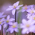 przylaszczek czar... #flora #kwiat #makro #natura #przylaszczka #przyroda #wiosna