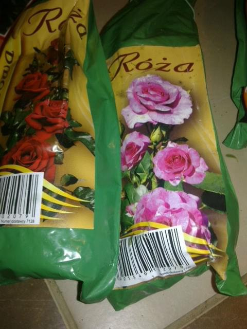 róża rabatowa #krzewy