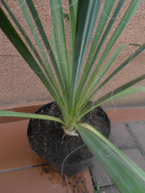 Jukka karolińska / Yucca filamentosa