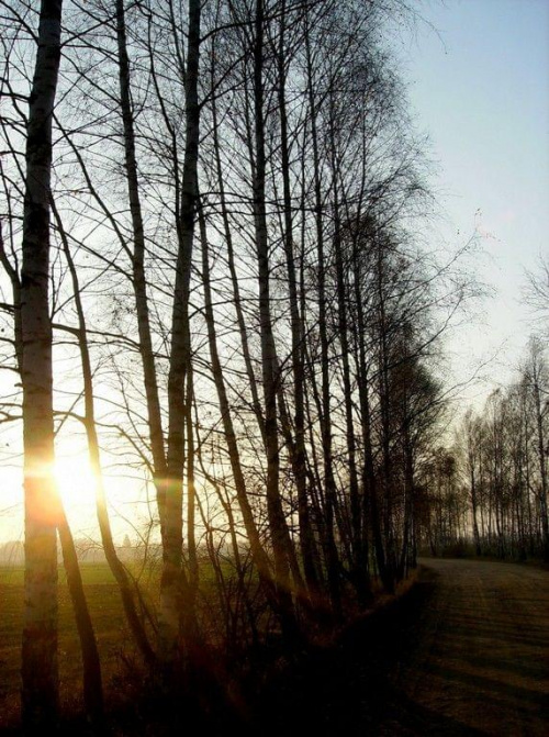 w stronę Słońca #droga #drzewa #słońce #jesień