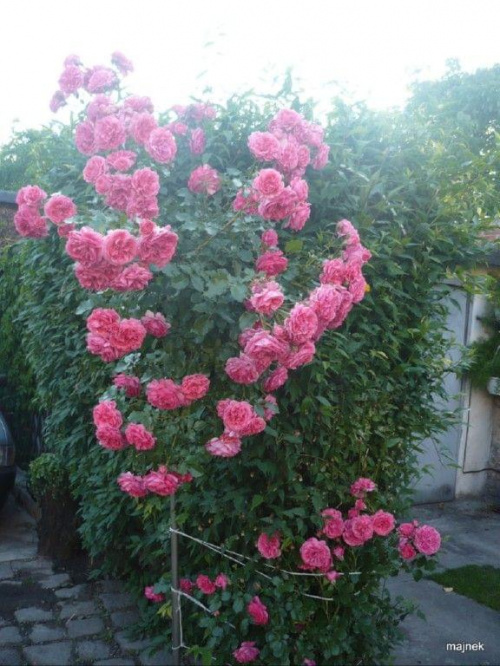#róże #kwiaty