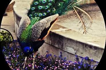 #paw #kwiaty #fiolet