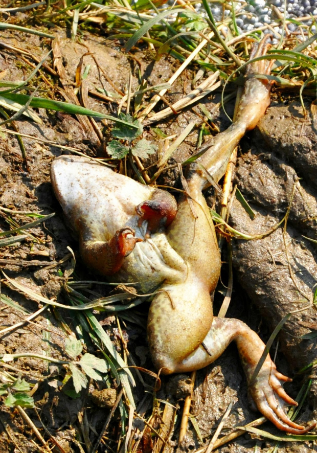 #żaba #śmierć #zwierze #zdechłą #zwierzęta