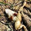 #żaba #śmierć #zwierze #zdechłą #zwierzęta