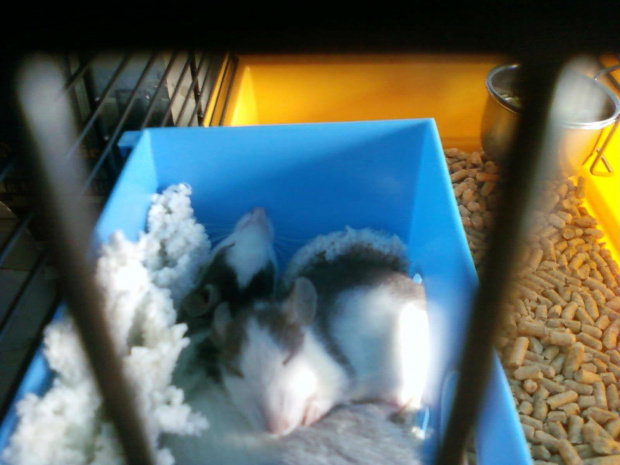 Aaa śpiochy dwa #Szczury