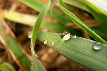 kropla wody #deszcz #krople #ślimak #trawa #woda