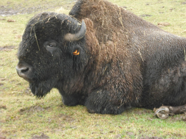 bizon #bizon #Kurozwęki