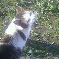 Koty do adopcji #adopcja #adopcje #Gliwice #kocięta #kot #kotki #koty #pomoc #przygarnę #schronisko #zaadoptuję #zwierzęta