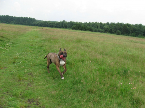 #Amstaff #pies