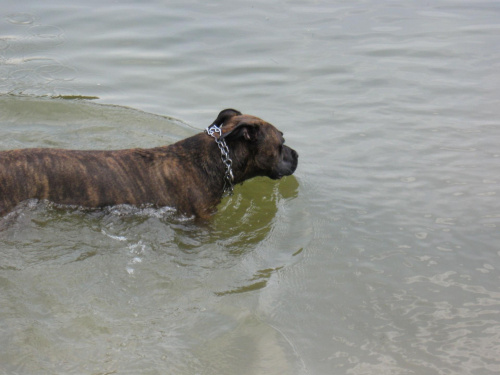 #Amstaff #pies