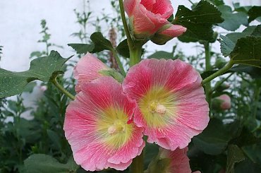 malwy #kwiaty #malwy