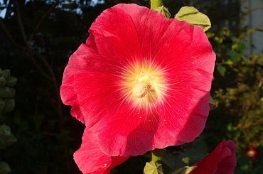 malwy #kwiaty #malwy