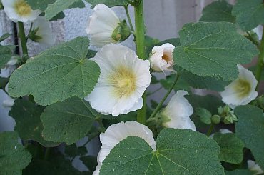 malwy #kwiaty #malwy