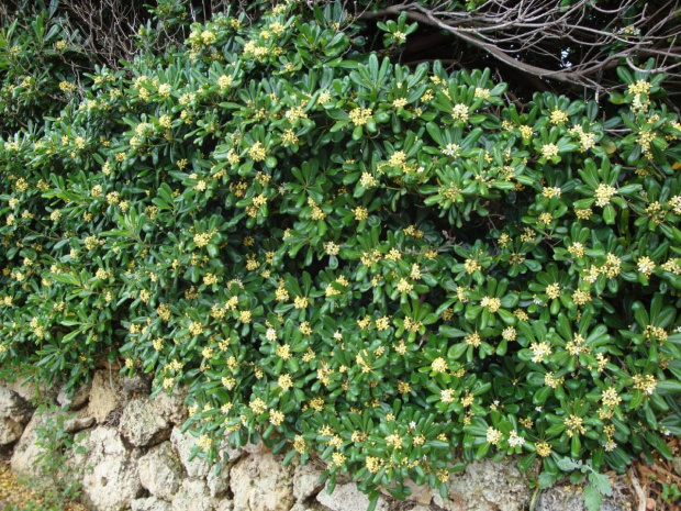 Calas de Mallorca - na "żywca" roślina jest imponująca, zapachem przypomnia nasz jaśmin #Majorka #CalasDeMallorca