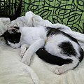Koty do adopcji #adopcja #adopcje #Gliwice #kocięta #kot #kotki #koty #pomoc #przygarnę #schronisko #zaadoptuję #zwierzęta