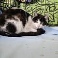 Koty do adopcji #adopcja #adopcje #Gliwice #kocięta #kot #kotki #koty #pomoc #przygarnę #schronisko #zaadoptuję #zwierzęta