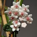 Hoya anulata