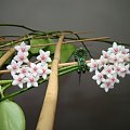 Hoya anulata