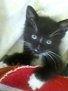 Koty do adopcji #koty #kot #adopcje #adoptuję #przygarnę #Gliwice #schronisko #zaadoptuję #szukam