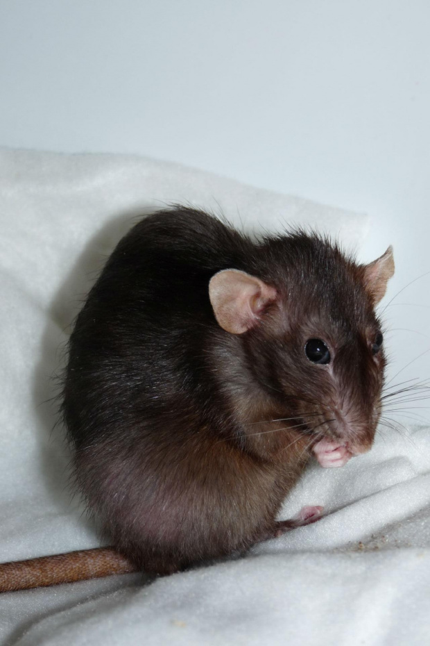 Czarnula z Łodzi #rat #rats #szczur #szczury