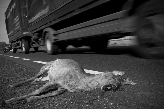 Potrącona sarna #zwierzę #sarna #wypadek #śmierć #potrącona #martwa #samochód #droga