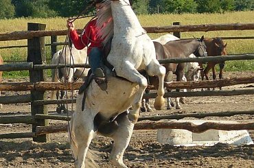 #rodeo #zawody #sport #człowiek #Zabrze #panasonic #KonieWest