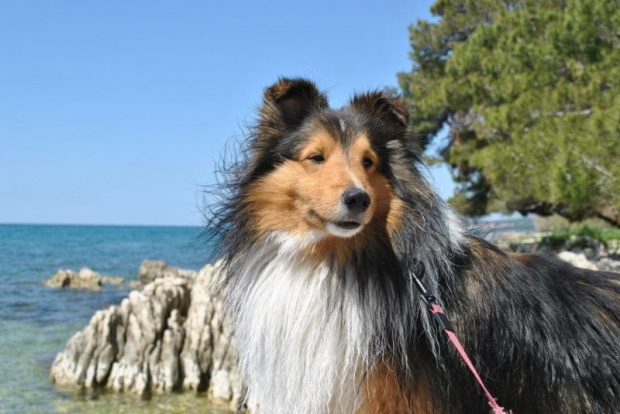 Sheltie