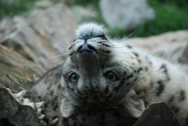 zoo kraków