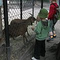 mini zoo