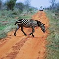Park Narodowy Tsavo East - pierwszy park narodowy, który powstał w Kenii #Kenia