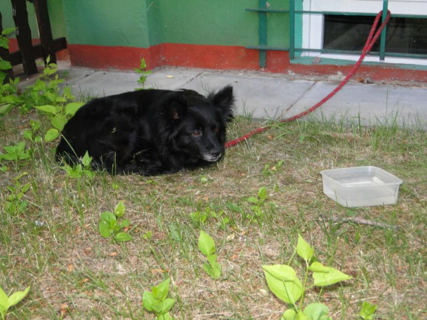 pies przywiązany do okienka piwnicznego #Knurów #pies #poszukiwany #zgubiono