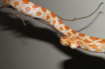 #GADYZWIERZETAWĘŻE