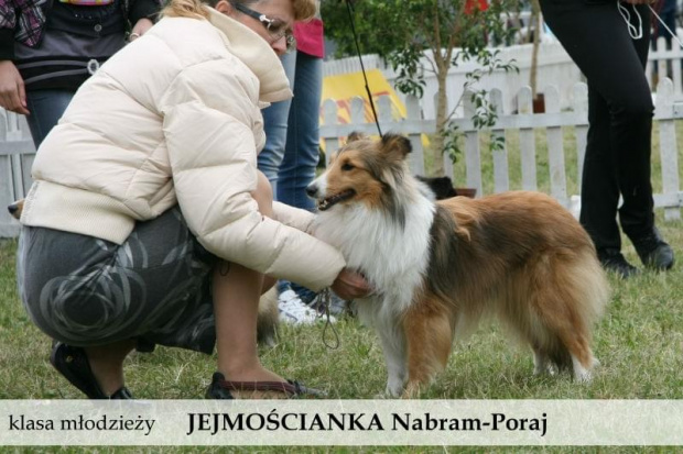 sheltie