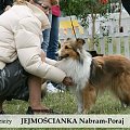 sheltie