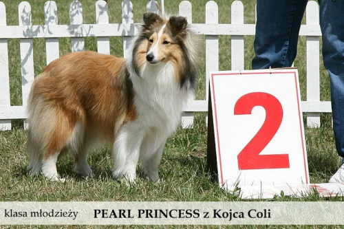 owczarek szetlandzki sheltie