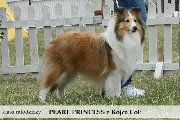 owczarek szetlandzki sheltie