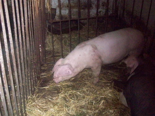 Świnia #ssak #świnia #hodowlane