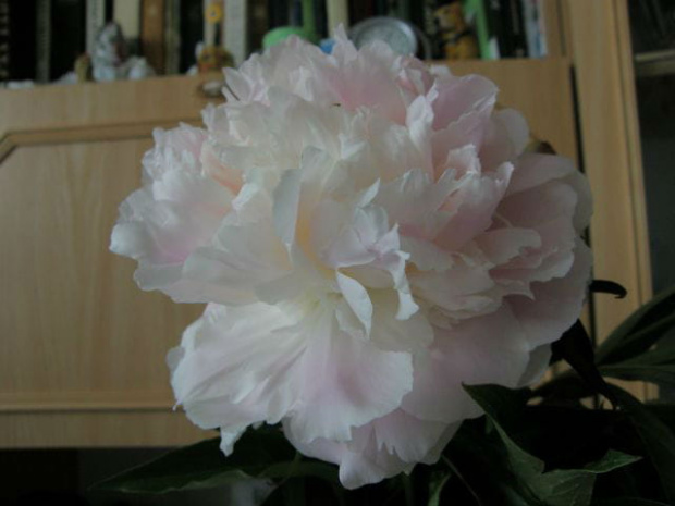 Shirley Temple #kwiaty #peonie