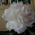 Shirley Temple #kwiaty #peonie