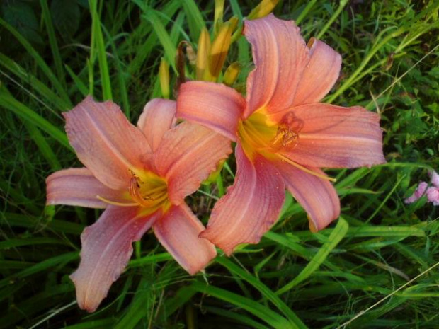 Hemerocallis x hybrida 'Pink Damask' (Liliowiec ogrodowy)