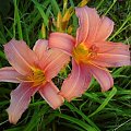 Hemerocallis x hybrida 'Pink Damask' (Liliowiec ogrodowy)