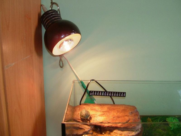 lampka #żółw