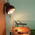 lampka #żółw