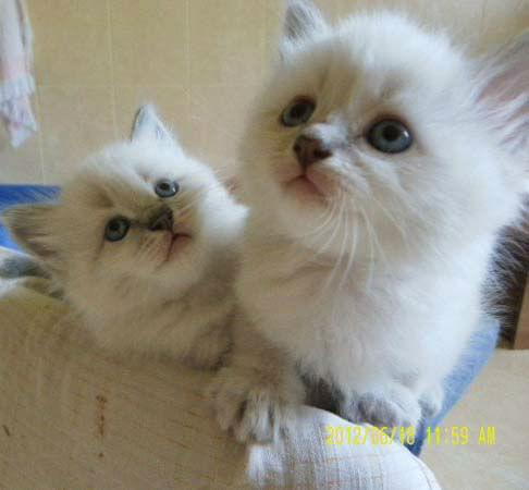 Tu podaj tekst alternatywny