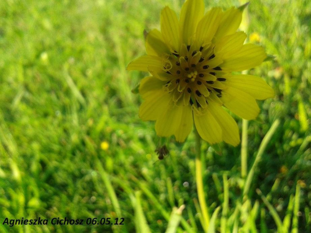 :) #kwiaty #pszczoła #żuk