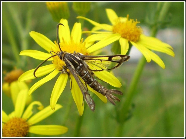 Pyropteron trannuliformis (Frayer , 1843) . Miejsce : obok torów kolejowych . Miejscowość : Piaski Wielkopolskie .